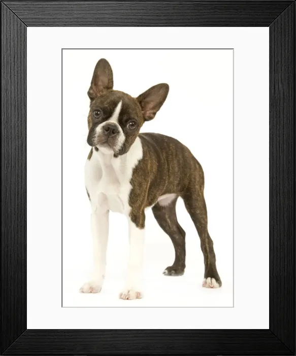 Framed Print : Dog - Boston Terrier Framed Print : Dog - Boston Terrier