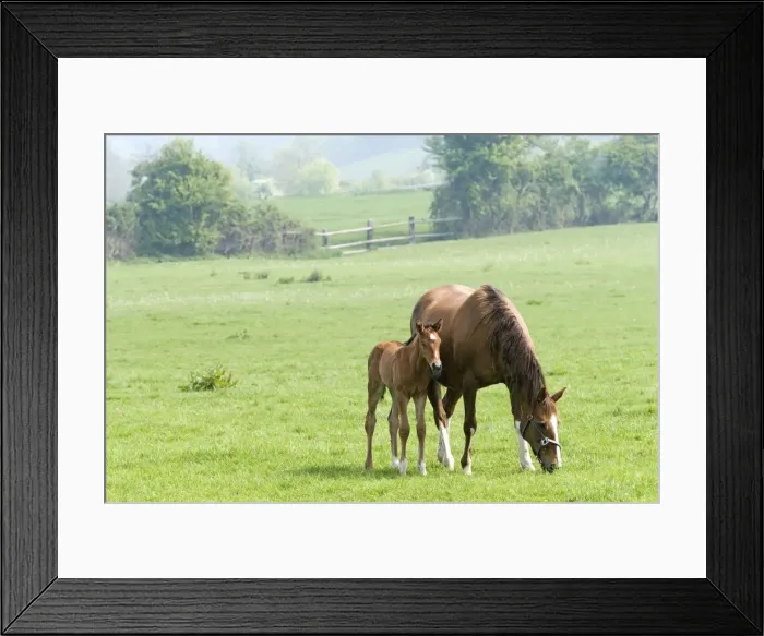 Framed Print : Horse - with foal grazing in field Framed Print : Horse - with foal grazing in field