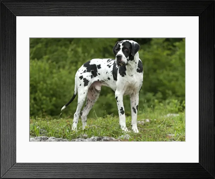 Framed Print : Great Dane - also known as Deutsche Dogge Framed Print : Great Dane - also known as Deutsche Dogge