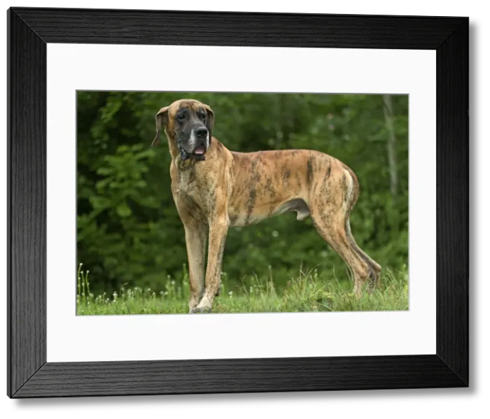 Framed Print : Great Dane - also known as Deutsche Dogge