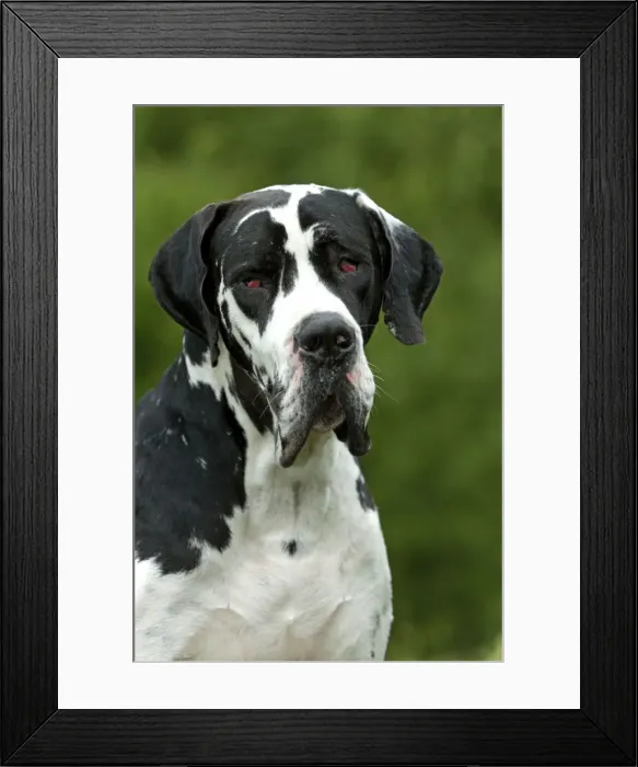 Framed Print : Great Dane - also known as Deutsche Dogge Framed Print : Great Dane - also known as Deutsche Dogge