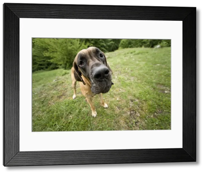 Framed Print : Great Dane - also known as Deutsche Dogge Framed Print : Great Dane - also known as Deutsche Dogge