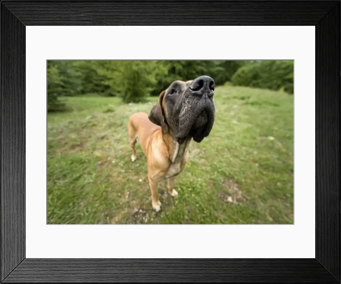 Framed Print : Great Dane - also known as Deutsche Dogge Framed Print : Great Dane - also known as Deutsche Dogge