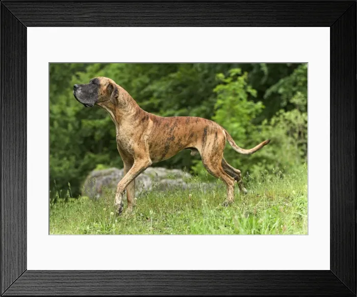 Framed Print : Great Dane - also known as Deutsche Dogge Framed Print : Great Dane - also known as Deutsche Dogge