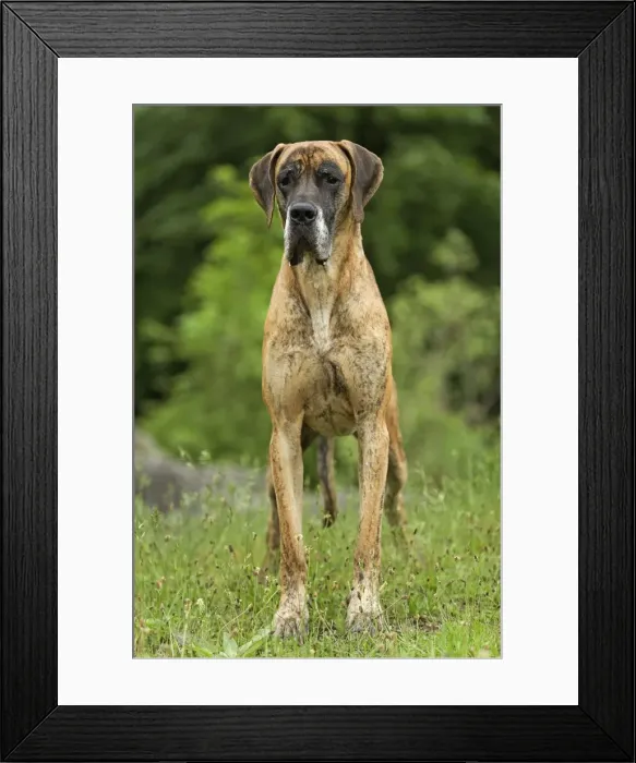 Framed Print : Great Dane - also known as Deutsche Dogge Framed Print : Great Dane - also known as Deutsche Dogge