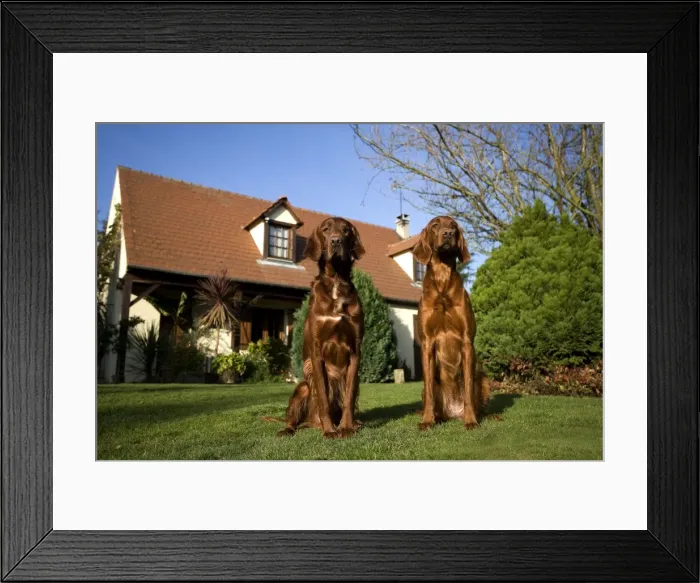 Framed Print : Dog - Red Setter / Irish Setter - sitting in garden outside house Framed Print : Dog - Red Setter / Irish Setter - sitting in garden outside house