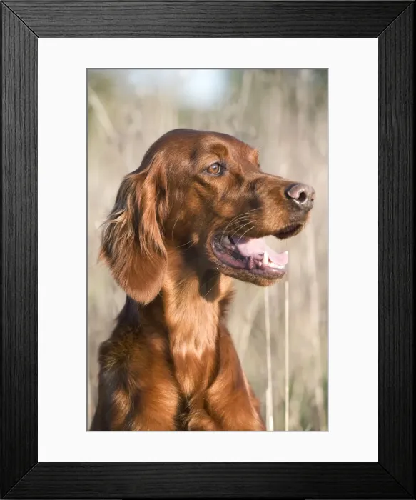 Framed Print : Dog - Red Setter / Irish Setter - head Framed Print : Dog - Red Setter / Irish Setter - head