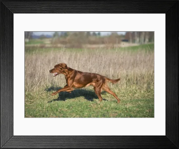 Framed Print : Dog - Red Setter / Irish Setter - running Framed Print : Dog - Red Setter / Irish Setter - running