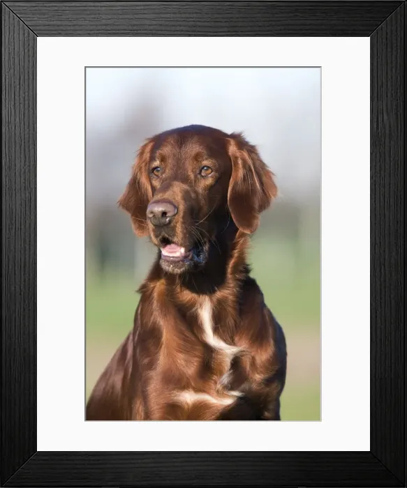 Framed Print : Dog - Red Setter  /  Irish Setter