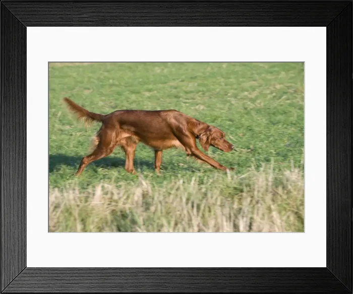 Framed Print : Dog - Red Setter / Irish Setter - running Framed Print : Dog - Red Setter / Irish Setter - running
