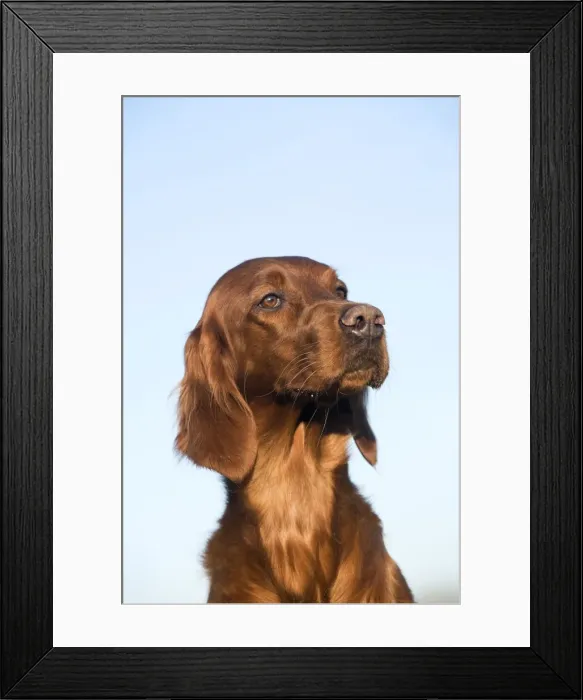 Framed Print : Dog - Red Setter / Irish Setter - head Framed Print : Dog - Red Setter / Irish Setter - head