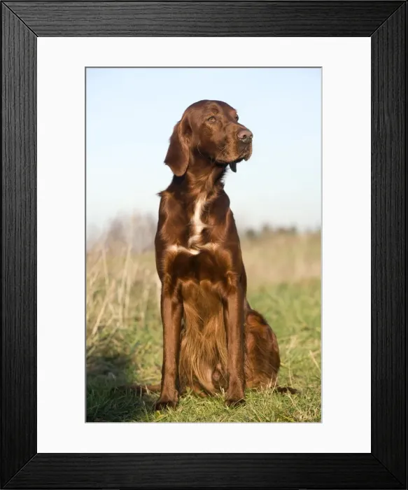 Framed Print : Dog - Red Setter / Irish Setter - sitting Framed Print : Dog - Red Setter / Irish Setter - sitting