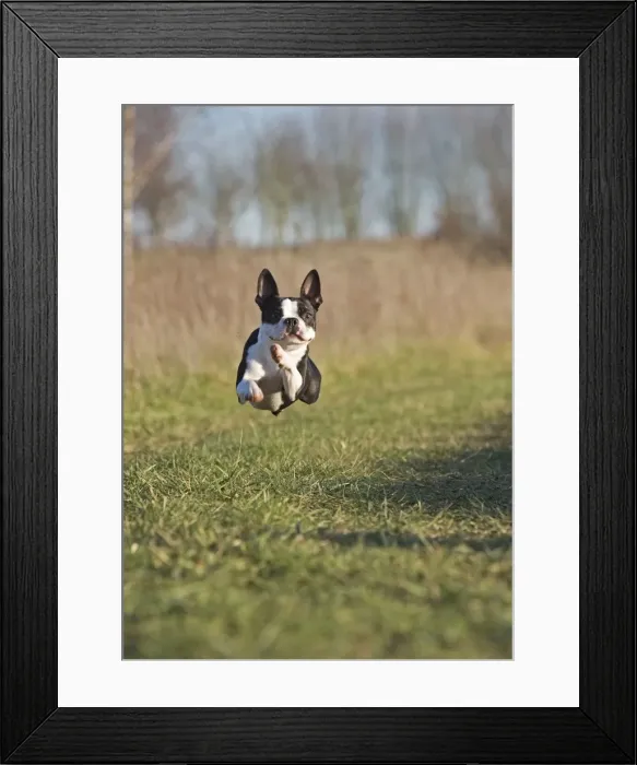 Framed Print : Dog - Boston Terrier - running, in mid-air Framed Print : Dog - Boston Terrier - running, in mid-air
