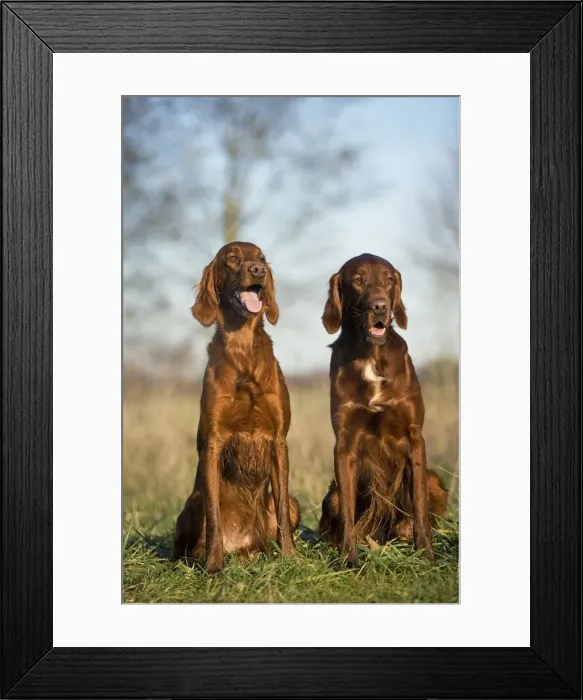 Framed Print : Dog - Red Setter / Irish Setter - two sitting Framed Print : Dog - Red Setter / Irish Setter - two sitting