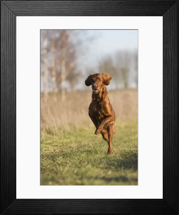Framed Print : Dog - Red Setter / Irish Setter - running Framed Print : Dog - Red Setter / Irish Setter - running