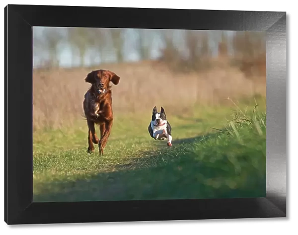 Dog - Red Setter  /  Irish Setter & Boston Terrier - running