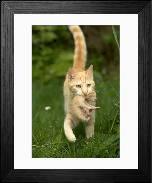 Framed Print : Cat - ginger tabby carrying newborn kitten Framed Print : Cat - ginger tabby carrying newborn kitten