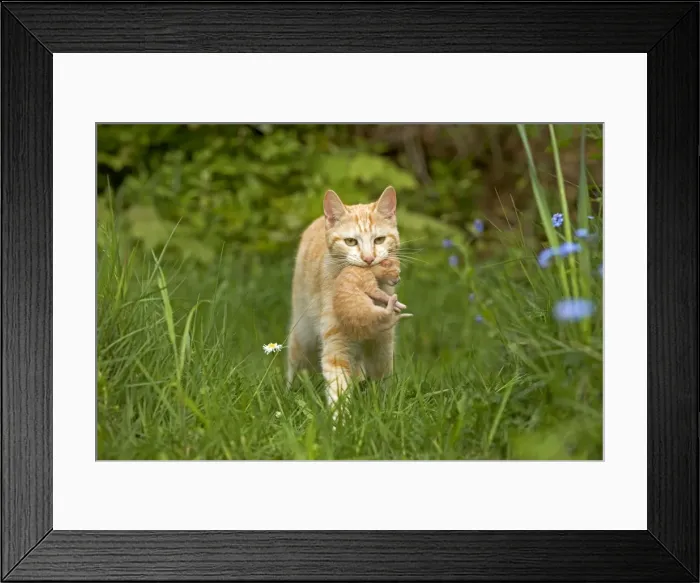 Framed Print : Cat - ginger tabby carrying newborn kitten Framed Print : Cat - ginger tabby carrying newborn kitten