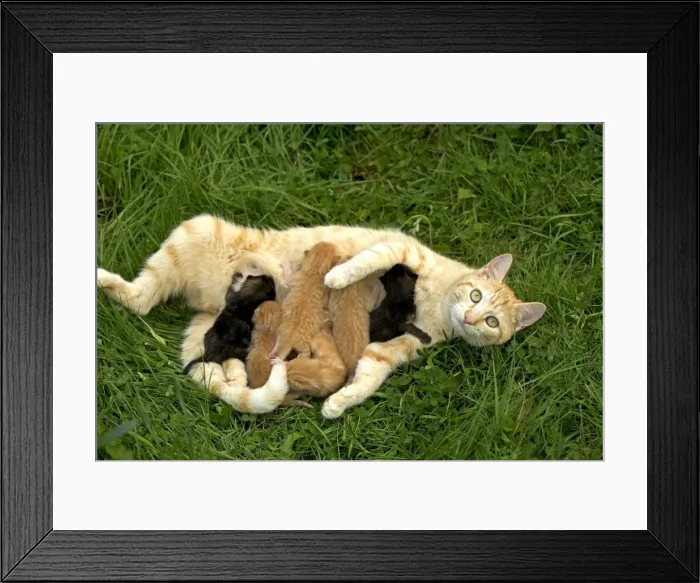 Framed Print : Cat - ginger tabby with kittens suckling
