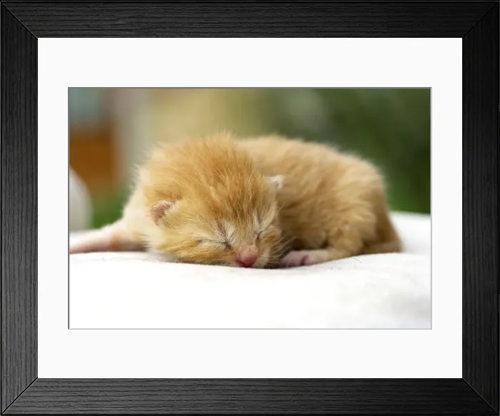 Framed Print : Cat - ginger tabby kitten Framed Print : Cat - ginger tabby kitten