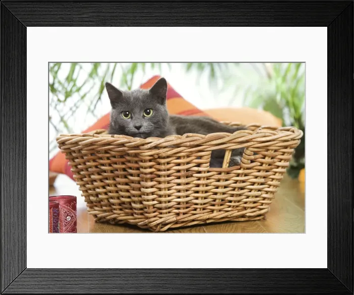 Framed Print : Cat - grey cat in basket Framed Print : Cat - grey cat in basket