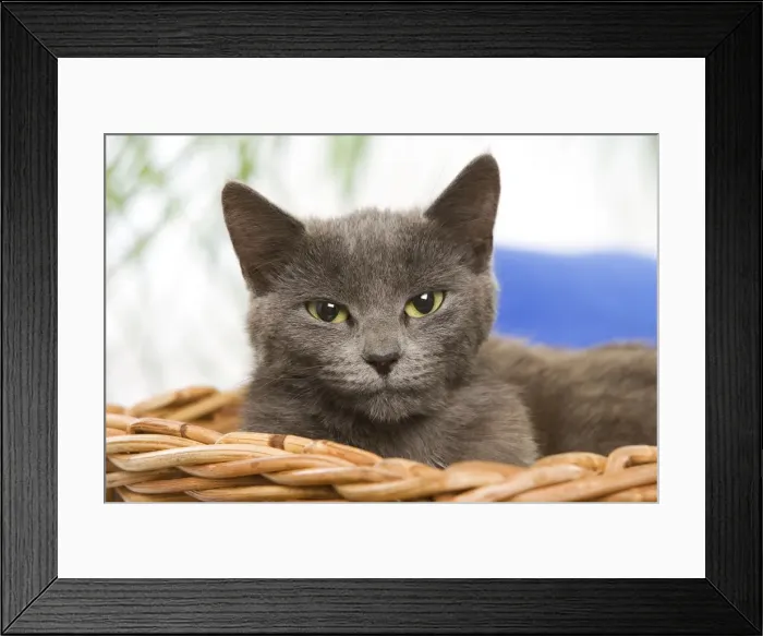 Framed Print : Cat - grey cat in basket Framed Print : Cat - grey cat in basket