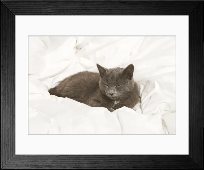 Framed Print : Cat - grey cat asleep Framed Print : Cat - grey cat asleep