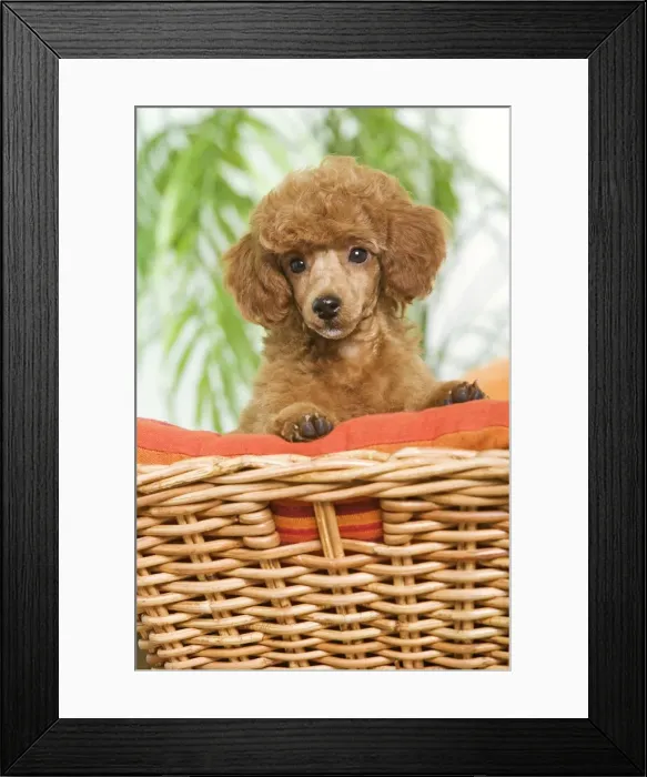 Framed Print : Poodle - apricot colour Framed Print : Poodle - apricot colour