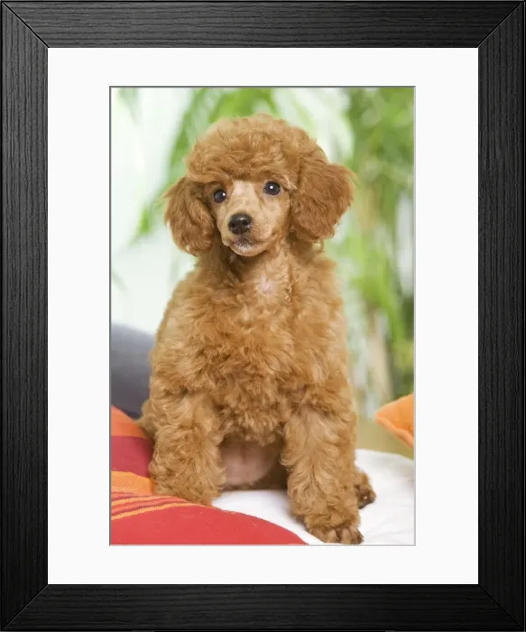 Framed Print : Dog - Poodle - apricot colour Framed Print : Dog - Poodle - apricot colour