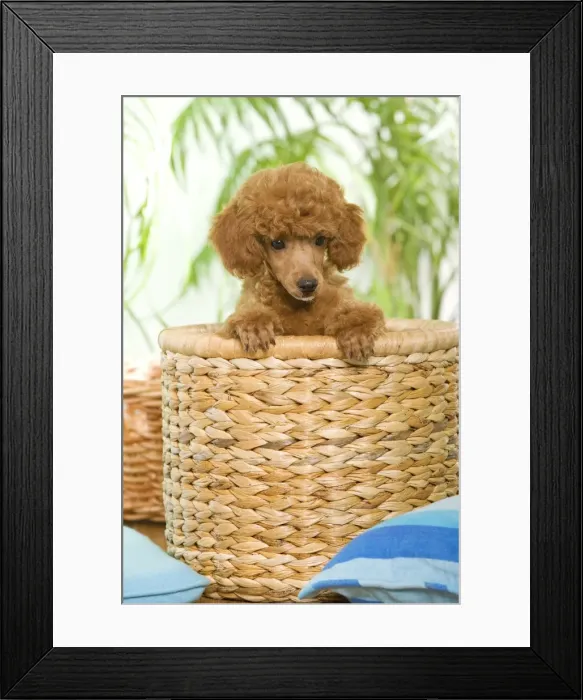 Framed Print : Dog - Poodle in basket - apricot colour Framed Print : Dog - Poodle in basket - apricot colour
