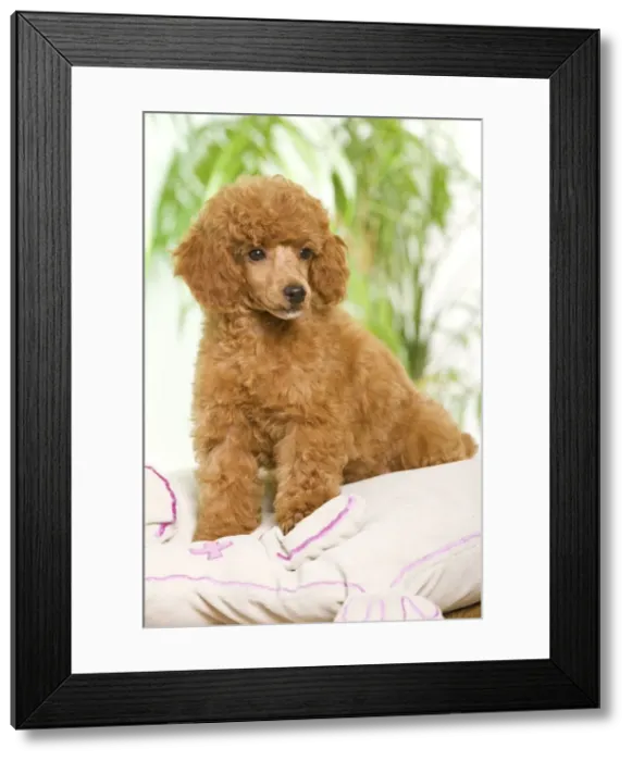 Framed Print : Dog - Poodle - apricot colour Framed Print : Dog - Poodle - apricot colour