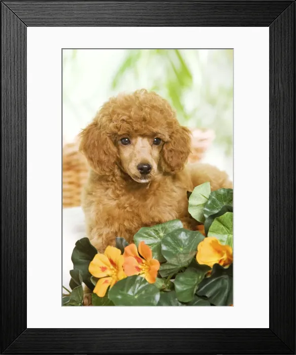 Framed Print : Dog - Poodle - apricot colour