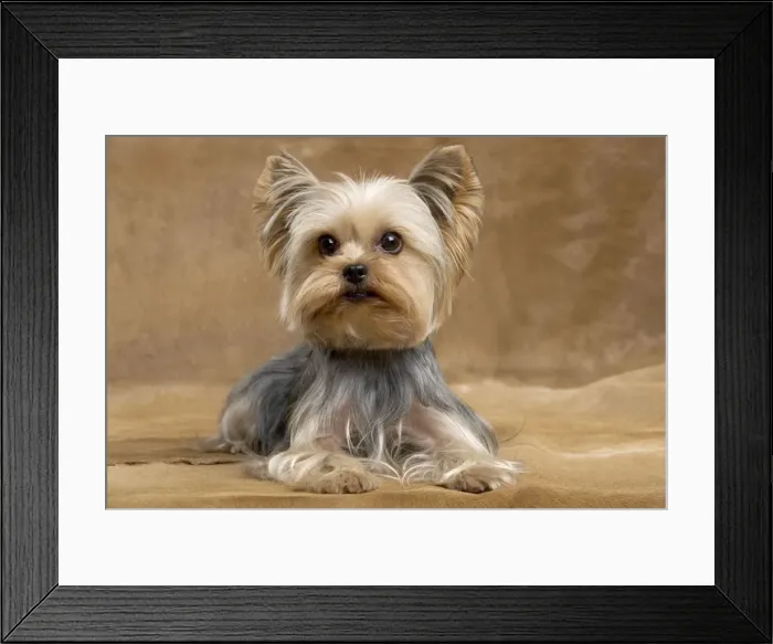 Framed Print : Yorkshire Terrier Dog Framed Print : Yorkshire Terrier Dog
