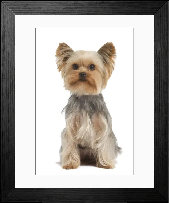 Framed Print : Yorkshire Terrier Dog Framed Print : Yorkshire Terrier Dog