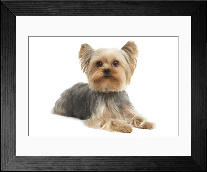 Framed Print : Yorkshire Terrier Dog