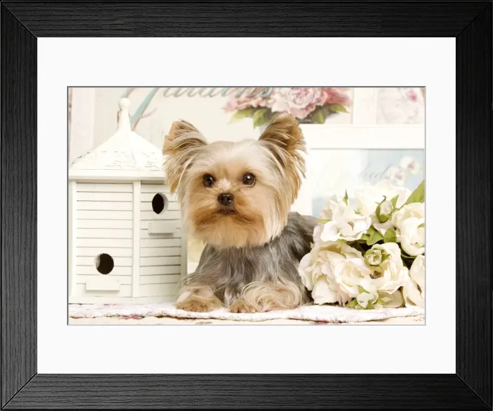 Framed Print : Yorkshire Terrier Dog Framed Print : Yorkshire Terrier Dog