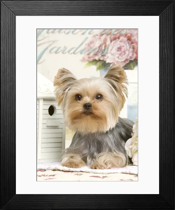 Framed Print : Yorkshire Terrier Dog Framed Print : Yorkshire Terrier Dog