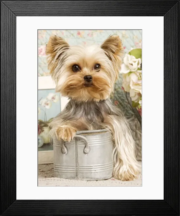Framed Print : Yorkshire Terrier Dog Framed Print : Yorkshire Terrier Dog