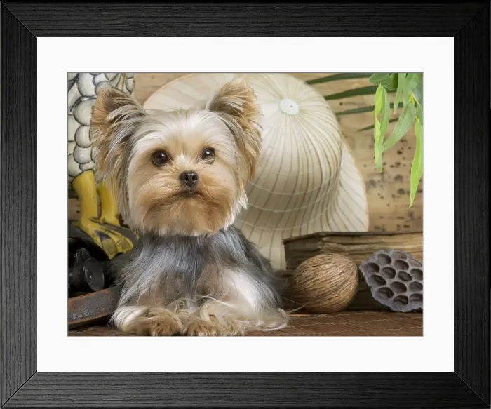 Framed Print : Yorkshire Terrier Dog Framed Print : Yorkshire Terrier Dog