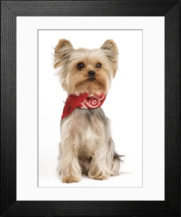Framed Print : Yorkshire Terrier Dog - With neckchief Framed Print : Yorkshire Terrier Dog - With neckchief
