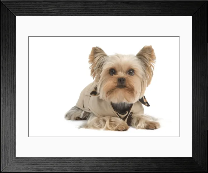 Framed Print : Yorkshire Terrier Dog Framed Print : Yorkshire Terrier Dog