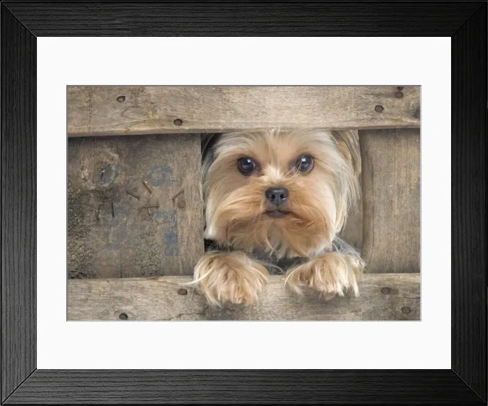 Framed Print : Yorkshire Terrier Dog