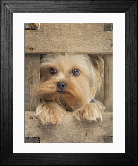 Framed Print : Yorkshire Terrier Dog Framed Print : Yorkshire Terrier Dog