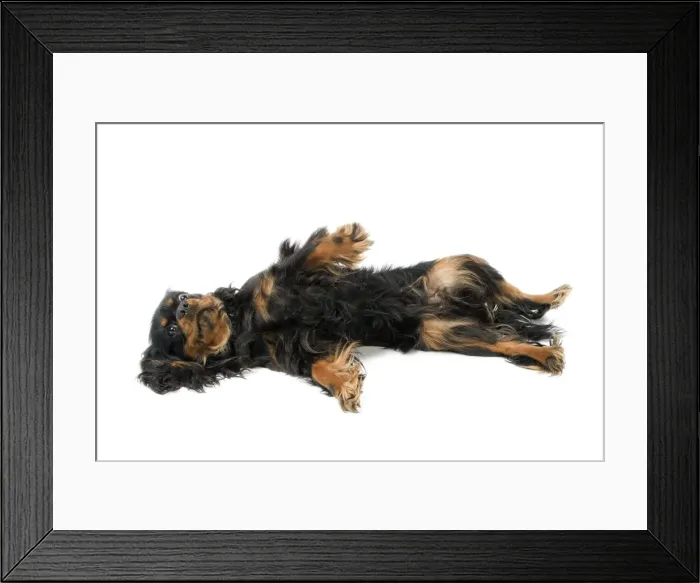 Framed Print : Dog - Cavalier King Charles Spaniel - lying on back in studio Framed Print : Dog - Cavalier King Charles Spaniel - lying on back in studio