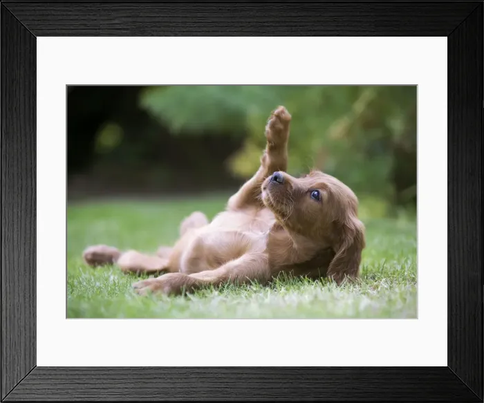 Framed Print : Irish  /  Red Setter - puppy lying on back in garden
