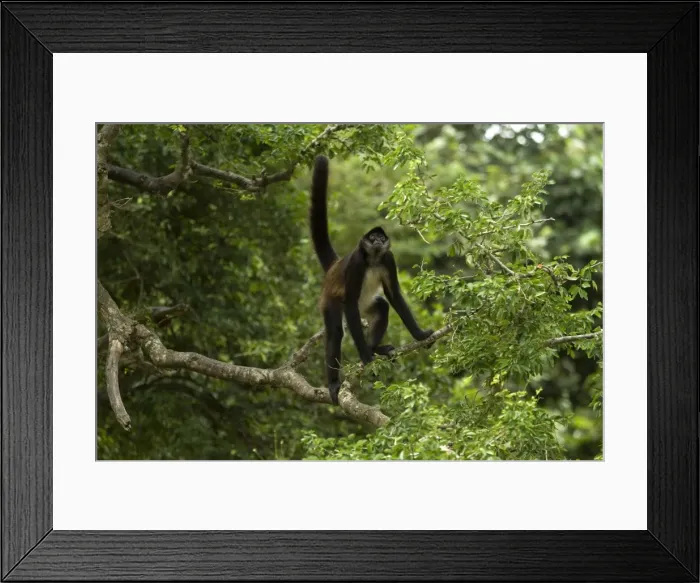 Framed Print : Spider Monkey - Rainforest - Guatemala Framed Print : Spider Monkey - Rainforest - Guatemala
