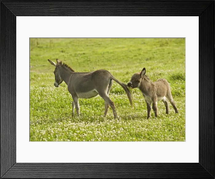 Framed Print : Donkey - with foal biting adult's tail Framed Print : Donkey - with foal biting adult's tail