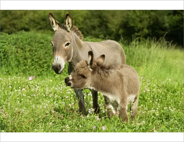 Donkey - with foal standing in meadow