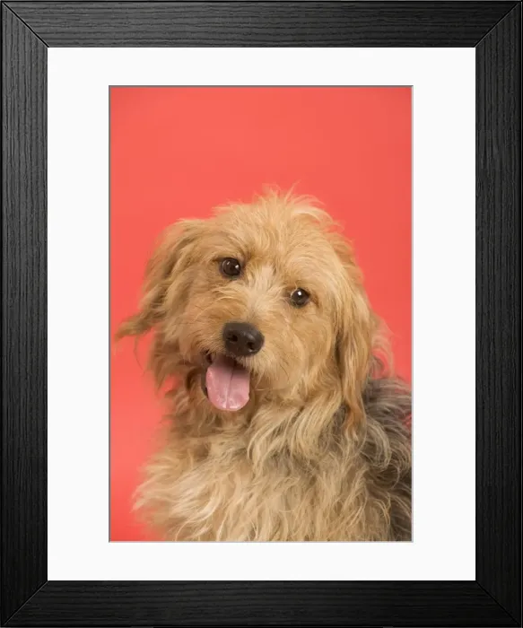 Framed Print : Dog - Mongrel in studio - red background Framed Print : Dog - Mongrel in studio - red background