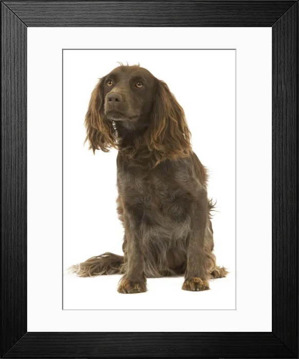 Framed Print : Dog - Epagneul de Saint-Usuge. Also know as Saint Usuge Spaniel Framed Print : Dog - Epagneul de Saint-Usuge. Also know as Saint Usuge Spaniel
